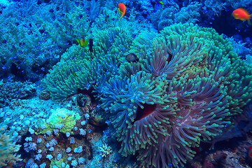Naklejka na ściany i meble anemone fish, clown underwater orange fish sea background aquarium