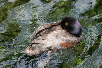 Papango duck also known as a New Zealand scaup or black teal bird
