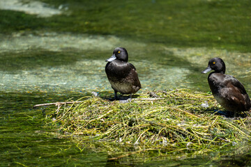 Papango duck also known as a New Zealand scaup or black teal bird