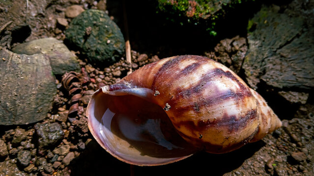 closeup of empty spiral shell with blurry background. Snail on the road