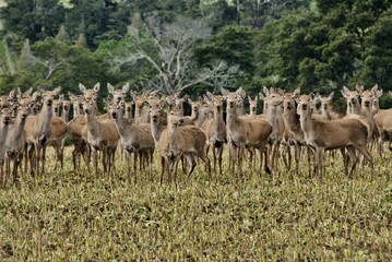 herd of deer