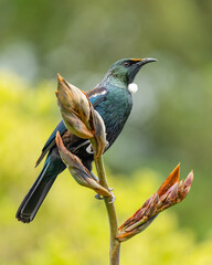 Tui bird on a flax bush in New Zealand	