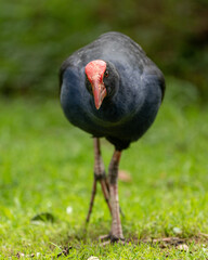 Pukeko swamp hen bird in New Zealand