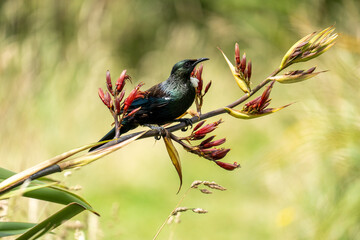 Tui bird on a flax bush in New Zealand	