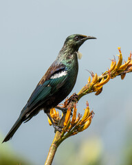Tui bird on a flax bush in New Zealand	