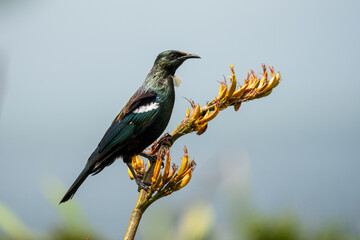 Tui bird on a flax bush in New Zealand	