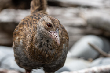 Closeup of a A Weka bird in New Zealand 