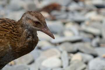 Closeup of a A Weka bird in New Zealand 