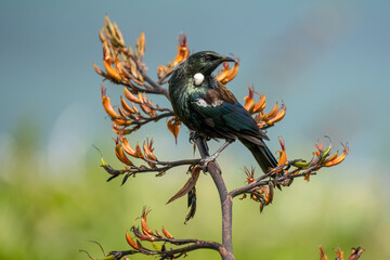 A Tui bird in New Zealand on a flowering flax bush