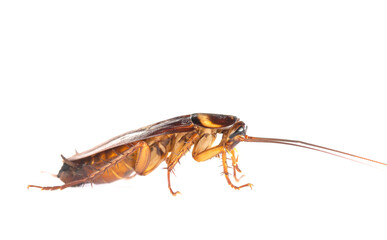 .action image of Cockroaches, Cockroaches isolated on white background. The problem in the house because of cockroaches living in the kitchen. Cockroaches are carriers of the disease.