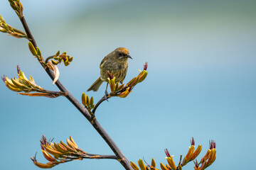 A female bellbird also known as a korimako on a flax bush in New Zealand