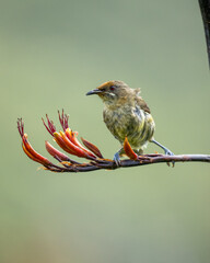 A female bellbird also known as a korimako on a flax bush in New Zealand