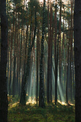 Fototapeta premium Majestic view of forest with sunbeams shining through trees in morning