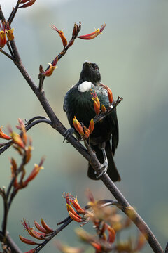 New Zealand tui bird on a flax branch 
