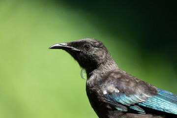 Close up of a juvenile Tui bird in New Zealand