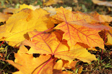 Naklejka na ściany i meble Beautiful dry leaves on grass outdoors, closeup. Autumn season