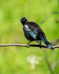 A juvenile Tui bird in New Zealand on a branch