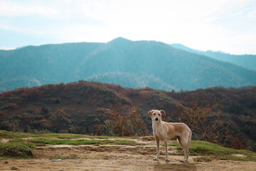Adorable Cretan Hound dog in mountains on sunny day - obrazy, fototapety, plakaty