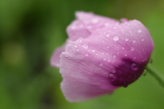 Purple opium poppy flower with rain dropps