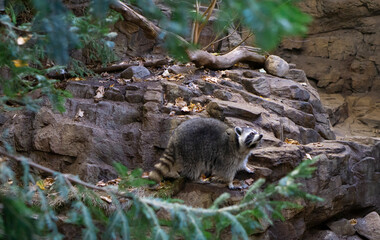 Cute little raccoon near a tree in the forest. A raccoon carefully looks on from a sturdy tree branch