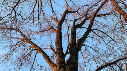 tree branches blue sky sunlight