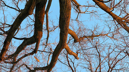 tree branches blue sky sunlight
