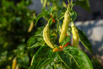 Chilies that are starting to ripen on the tree are ready to be harvested with a natural background