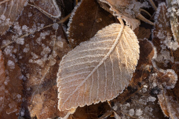An autumn brown chokecherry leaf lays on the ground with frost outlining each vein in the leaf while clusters of frost crystals decorate the surrounding leaves.