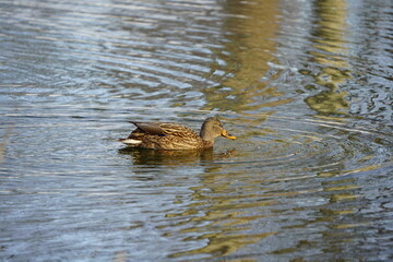 冬の公園の池にいたカモ