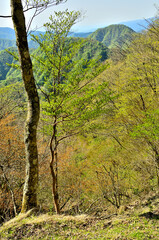 Obraz premium 丹沢の甲相国境尾根 新緑の水晶沢ノ頭より箒沢権現山を望む 丹沢 甲相国境尾根 水晶沢ノ頭より左手前が善六山、右奥が箒沢権現山 