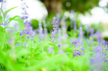 Blue salvia flower or lavender flower in garden