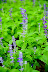 Blue salvia flower or lavender flower in garden