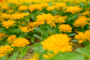 Yellow Zinnia flower in the garden