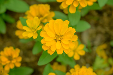 Yellow Zinnia flower in the garden