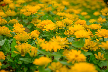 Yellow Zinnia flower in the garden