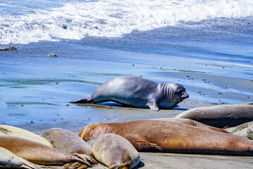 Seals in San Francisco in USA 