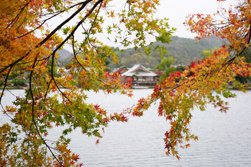 日本の秋景色。
色とりどりの自然の草花。
心癒される自然。

Autumn scenery of Japan.
Colorful natural flowers and grasses.
Nature that soothes the soul.