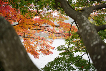 日本の秋景色。
色とりどりの自然の草花。
心癒される自然。

Autumn scenery...