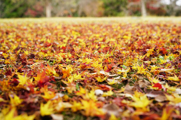 日本の秋景色。
色とりどりの自然の草花。
心癒される自然。

Autumn scenery of Japan.
Colorful natural flowers and grasses.
Nature that soothes the soul.