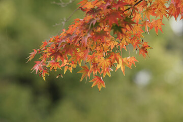 日本の秋景色。
色とりどりの自然の草花。
心癒される自然。

Autumn scenery of Japan.
Colorful natural flowers and grasses.
Nature that soothes the soul.