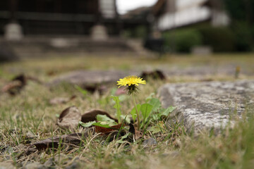 日本の秋景色。
色とりどりの自然の草花。
心癒される自然。

Autumn scenery...