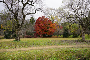 日本の秋景色。
色とりどりの自然の草花。
心癒される自然。

Autumn scenery of Japan.
Colorful natural flowers and grasses.
Nature that soothes the soul.