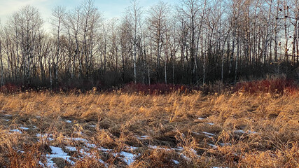 Marsh Hike Late Fall