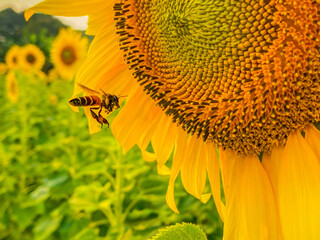 wasp at sunflower close up 