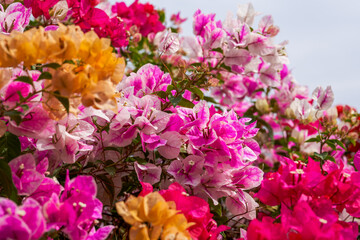 Beautiful blooming bougainvillea bougainvillea flowers of various colors in the garden
