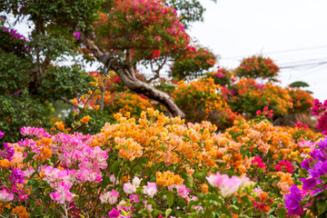 Beautiful blooming bougainvillea bougainvillea flowers of various colors in the garden