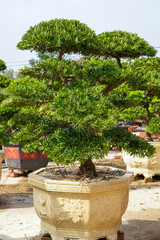 Close-up of a strange-shaped welcoming banyan potted plant cultivated in the plantation