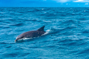 Fototapeta premium Free Dolphin in the ocean of Tanzania 