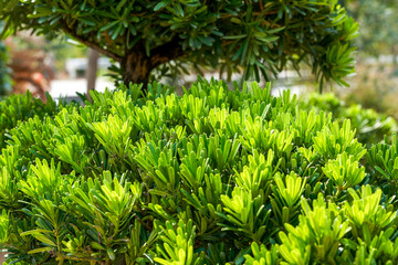Close-up of a strange-shaped welcoming banyan potted plant cultivated in the plantation