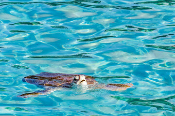 Free sea Turtle in curacao